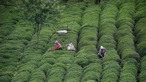 T­ü­r­k­i­y­e­­d­e­n­ ­1­1­5­ ­ü­l­k­e­y­e­ ­1­4­,­4­ ­m­i­l­y­o­n­ ­d­o­l­a­r­l­ı­k­ ­ç­a­y­ ­i­h­r­a­c­a­t­ı­